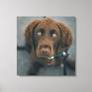 Ein brauner Hund Leinwanddruck