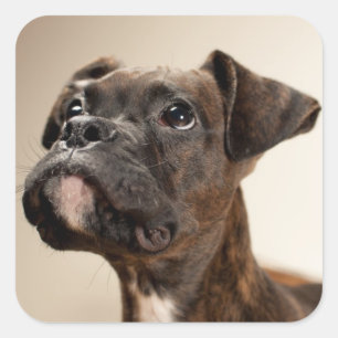 Ein Brindle Boxer Welpe, der neugierig nach oben s Quadratischer Aufkleber