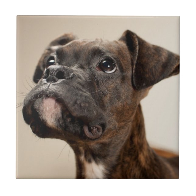 Ein Brindle Boxerwelpe, der oben neugierig schaut Fliese (Vorderseite)
