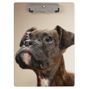 Ein Brindle Boxerwelpe, der oben neugierig schaut Klemmbrett