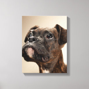 Ein Brindle Boxerwelpe, der oben neugierig schaut Leinwanddruck
