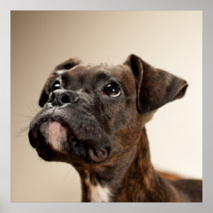 Ein Brindle Boxerwelpe, der oben neugierig schaut Poster