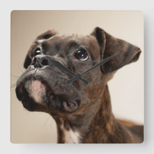 Ein Brindle Boxerwelpe, der oben neugierig schaut Quadratische Wanduhr