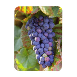 Ein Bündel Pinot Noir Trauben in einem Chambertin Magnet