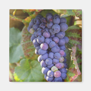 Ein Bündel Pinot Noir Trauben in einem Chambertin Magnet