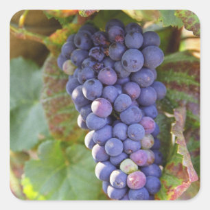 Ein Bündel Pinot Noir-Trauben in einem Chambertin Quadratischer Aufkleber