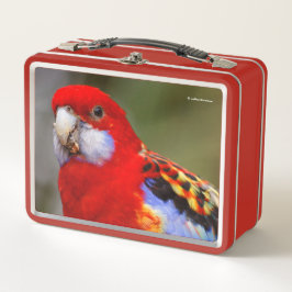 Ein bunter Rosella Parrot Metall Brotdose