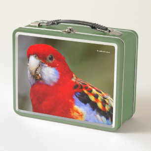 Ein bunter Rosella Parrot Metall Brotdose