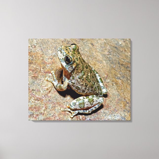 Ein Canyon Treefrog Leinwanddruck (Vorderseite)