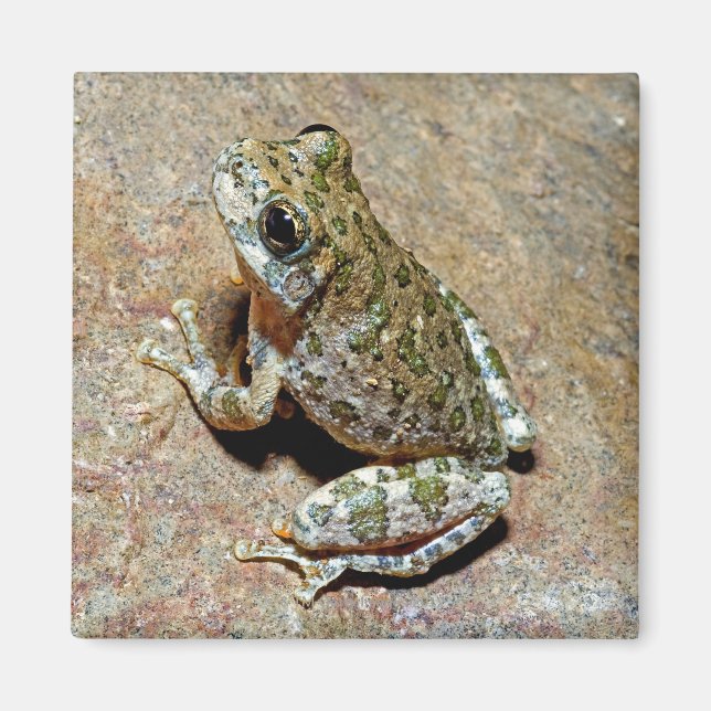 Ein Canyon Treefrog Magnet (Vorne)