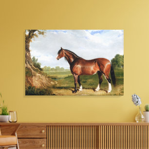 Ein Clydesdale-Hengst Leinwanddruck