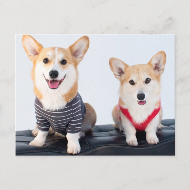 Ein Corgis-Paar auf einer Bank Postkarte (Vorderseite)