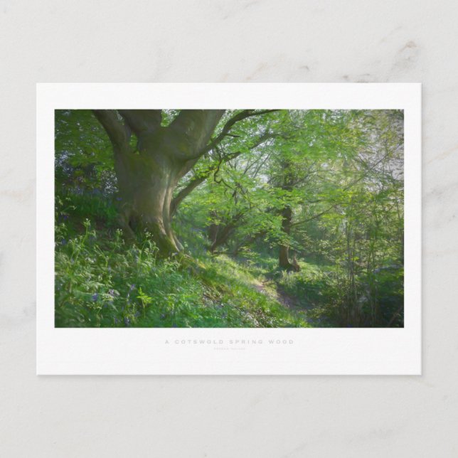 Ein cotswold Spring Wood Postkarte (Vorderseite)