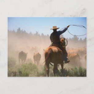 Ein Cowboy, der bei der Herde auf einer Rinder Postkarte