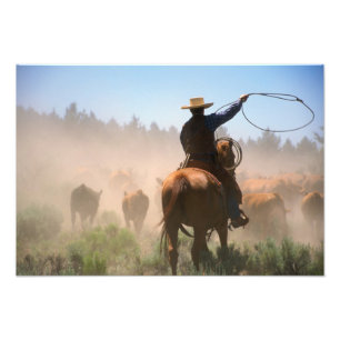 Ein Cowboy, der die Herde an einem Rind arbeitet Fotodruck