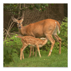 Ein Doh und ihre Fawn Poster