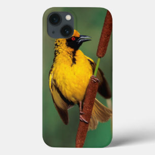 Ein Dorwebe-Vogel ruft, während er auf einem Schil iPhone 13 Hülle