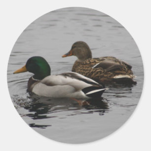 Ein Drake und ein Hen Runder Aufkleber