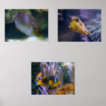 Ein Dreierset Aquatischer Wunder Drucke