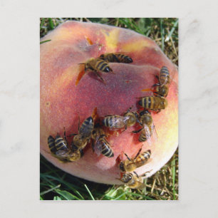 Ein Dutzend Bienen und ein Pfirsich Postkarte