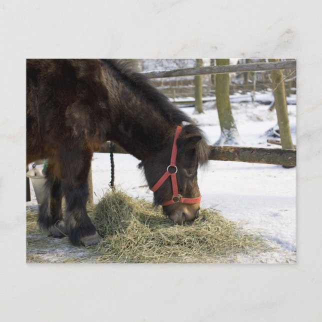 Ein einheimisches Pferd aus Gotland, wo Postkarte (Vorderseite)