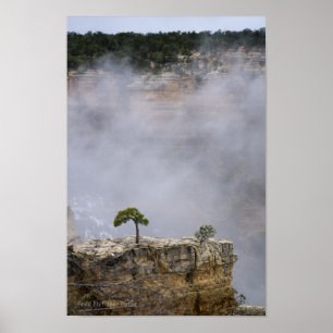 Ein einsamer Grand Canyon Tree Poster