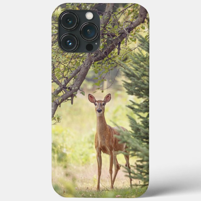 Ein einsamer Hirsch  Case-Mate iPhone Hülle (Rückseite)