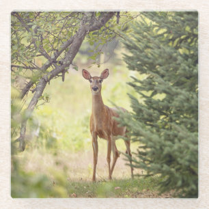 Ein einsamer Hirsch Glasuntersetzer