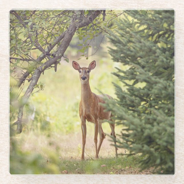 Ein einsamer Hirsch Glasuntersetzer (Vorderseite)