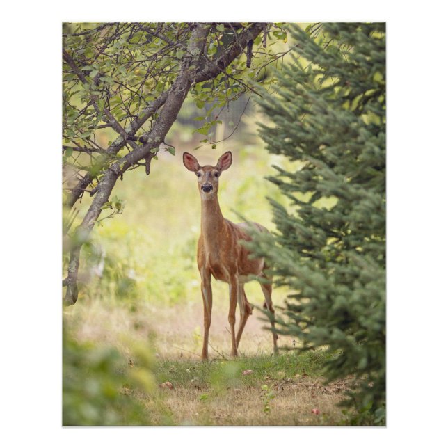 Ein einsamer Hirsch Poster (Vorderseite)