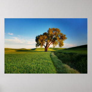 Ein einzelner Baum, umgeben von sanften Hügeln mit Poster
