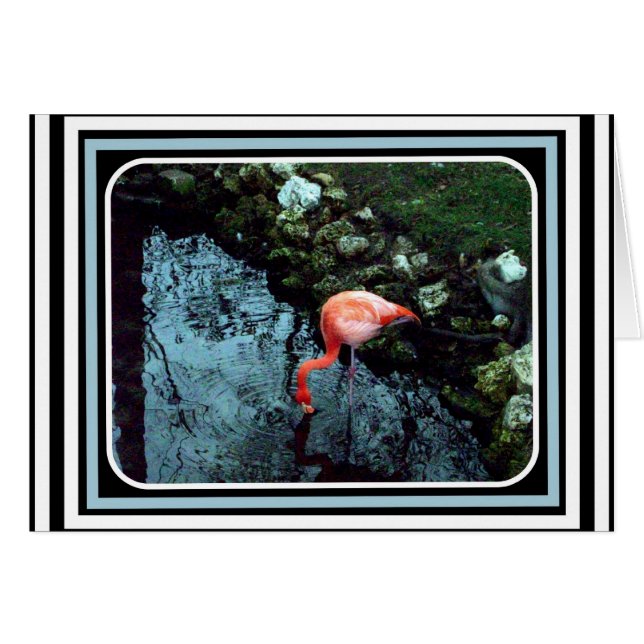 Ein einziger Flamingo (Vorderseite (Horizontal))