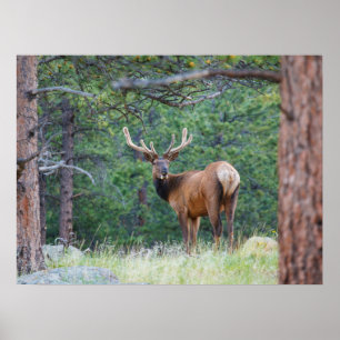 Ein Elch schaut zurück Rocky Mountains Poster