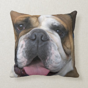Ein englischer Bulldog in Belgien Kissen