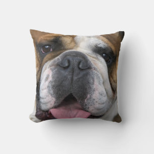 Ein englischer Bulldog in Belgien. Kissen