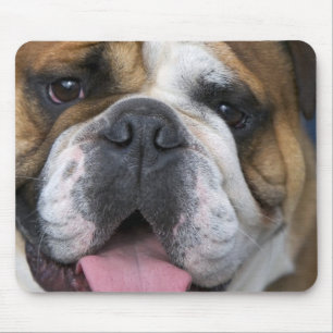 Ein englischer Bulldog in Belgien. Mousepad