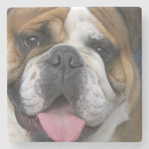 Ein englischer Bulldog in Belgien. Steinuntersetzer