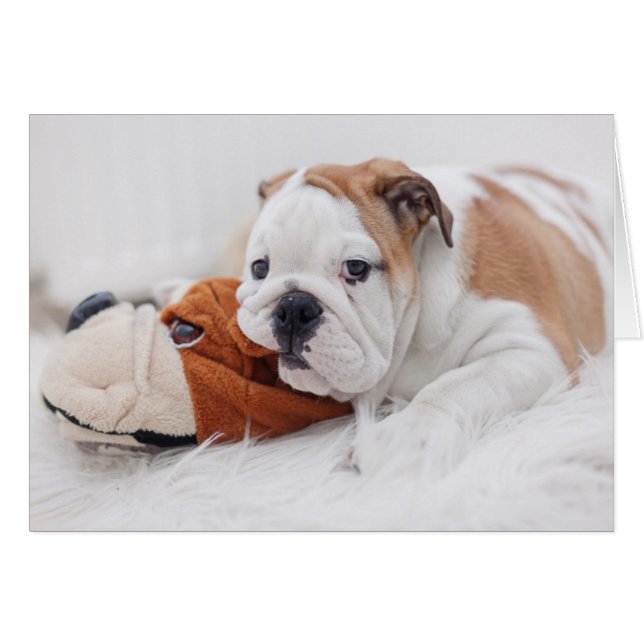 Ein englischer Bulldog-Welpe, der mit einem Bulldo (Vorderseite (Horizontal))