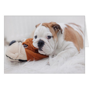 Ein englischer Bulldoggen-Welpe, der mit einer