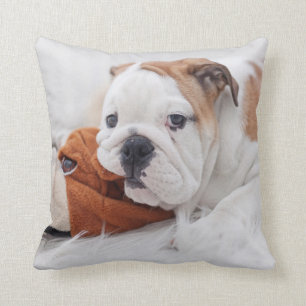 Ein englischer Bulldoggen-Welpe, der mit einer Kissen