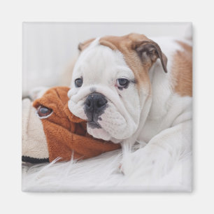 Ein englischer Bulldoggen-Welpe, der mit einer Magnet