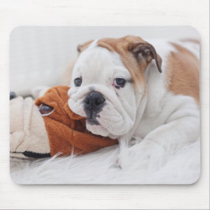 Ein englischer Bulldoggen-Welpe, der mit einer Mousepad