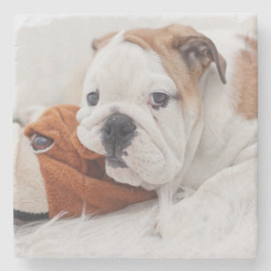 Ein englischer Bulldoggen-Welpe, der mit einer Steinuntersetzer