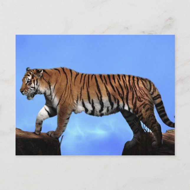 Ein Erfolg für Tiger Postkarte (Vorderseite)