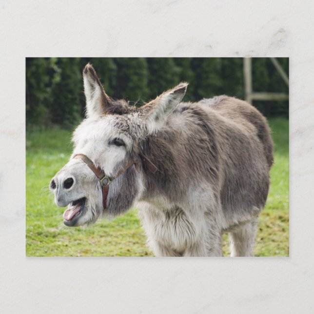 Ein Esel Postkarte (Vorderseite)