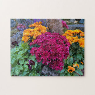 Ein farbenfrohes Durcheinander von Herbst-Chrysant