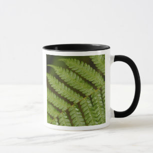 Ein Farn-Detail aus Mindo Cloud Forest, Tasse