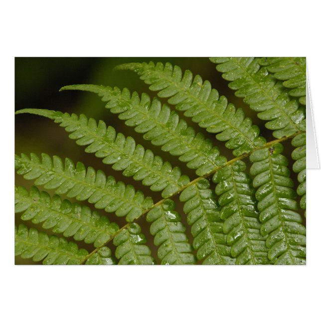 Ein Farndetails, aus dem Mindo Cloud Forest, (Vorderseite (Horizontal))