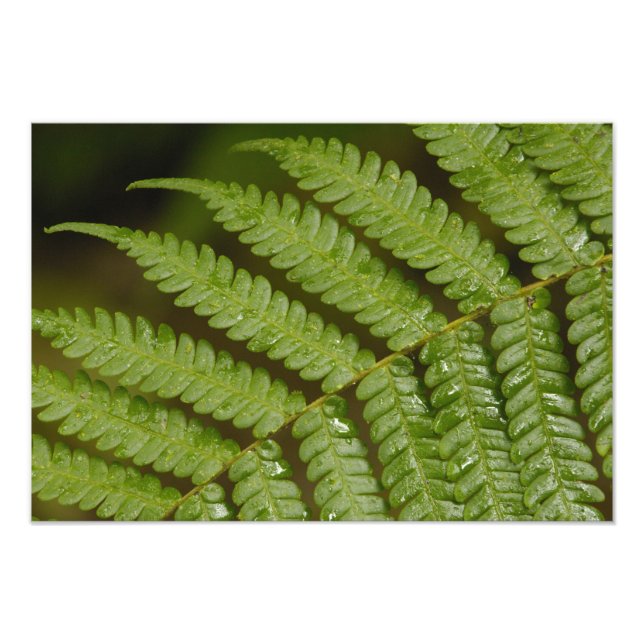 Ein Farndetails, aus dem Mindo Cloud Forest, Fotodruck (Vorne)
