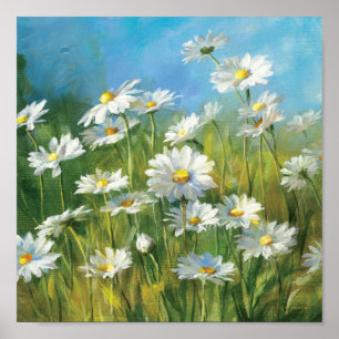 Ein Feld der weißen Gänseblümchen Poster